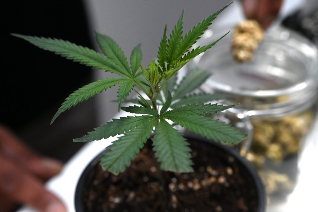 Cannabis-Legalisierung: Vorreiterrolle oder Vorpreschen?