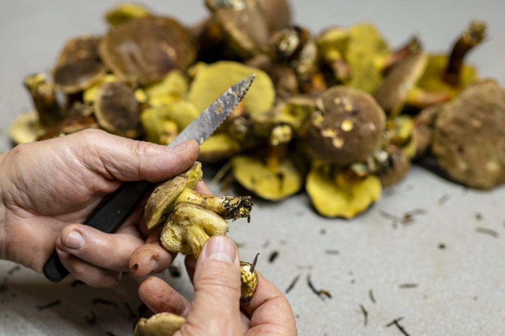 Kantonslabor kontrolliert 468 Kilo Pilze – und findet 30 Gramm tödliche
