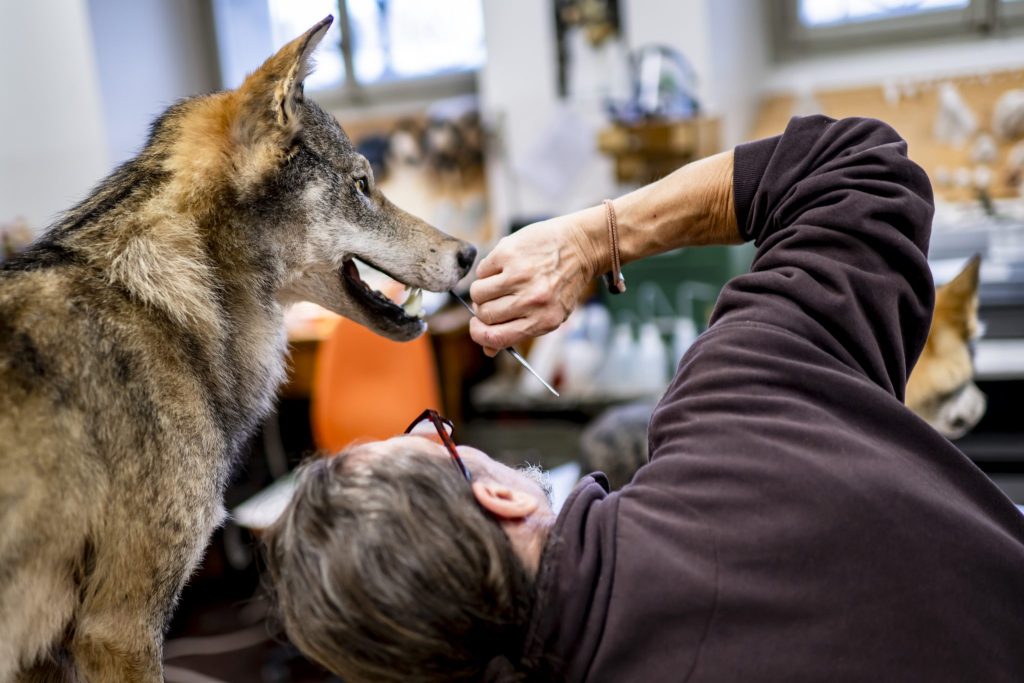 Nicht mehr alle geschossenen Wölfe landen zur Untersuchung in Bern
