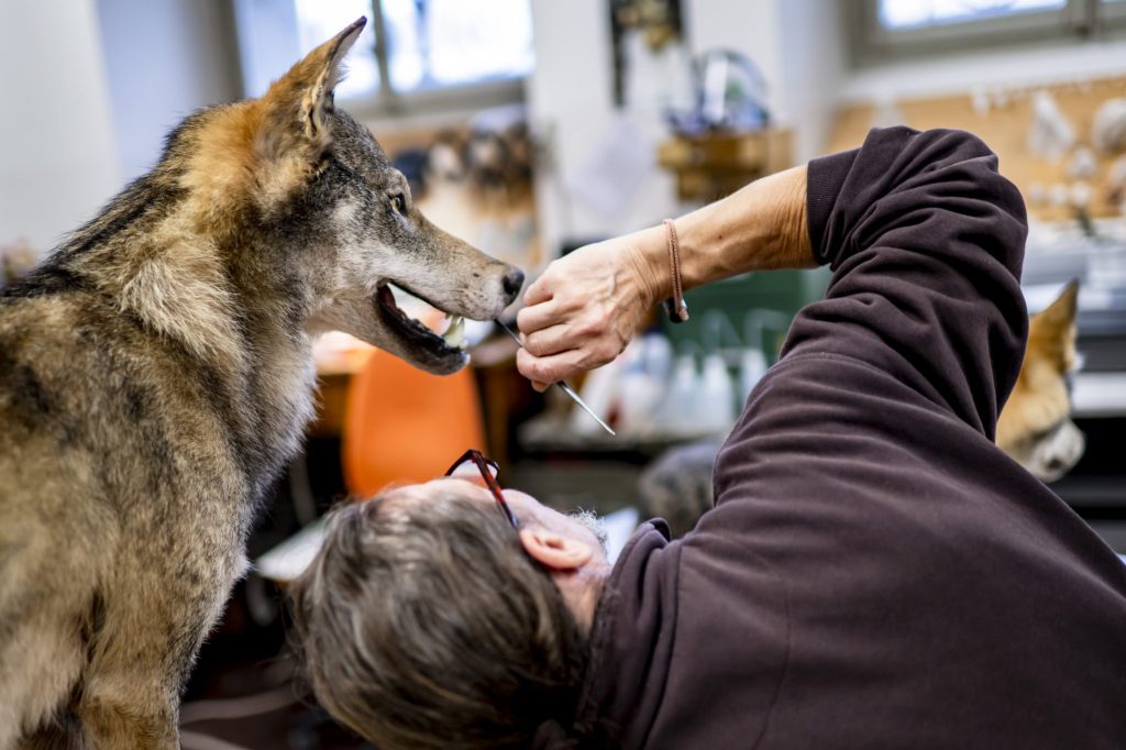 Nicht mehr alle geschossenen Wölfe landen zur Untersuchung in Bern