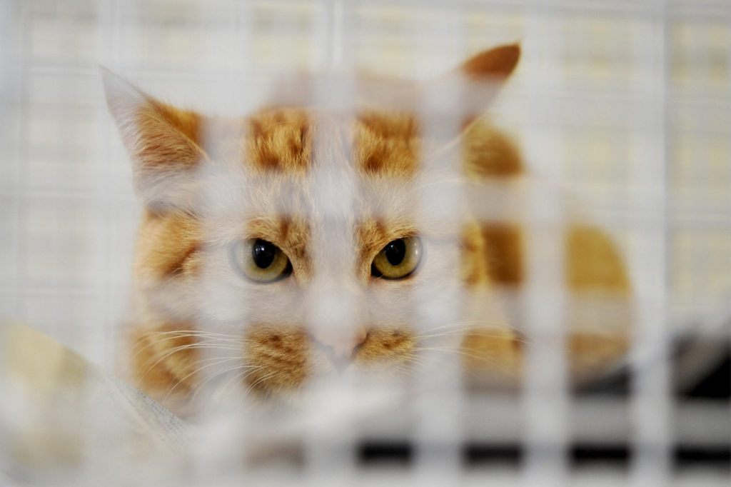 Tierärzte fordern Chip-Pflicht für Katzen