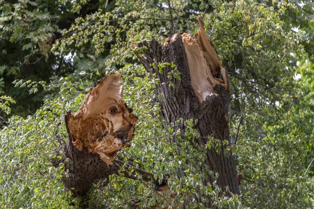261 Bäume in Basel müssen ersetzt werden