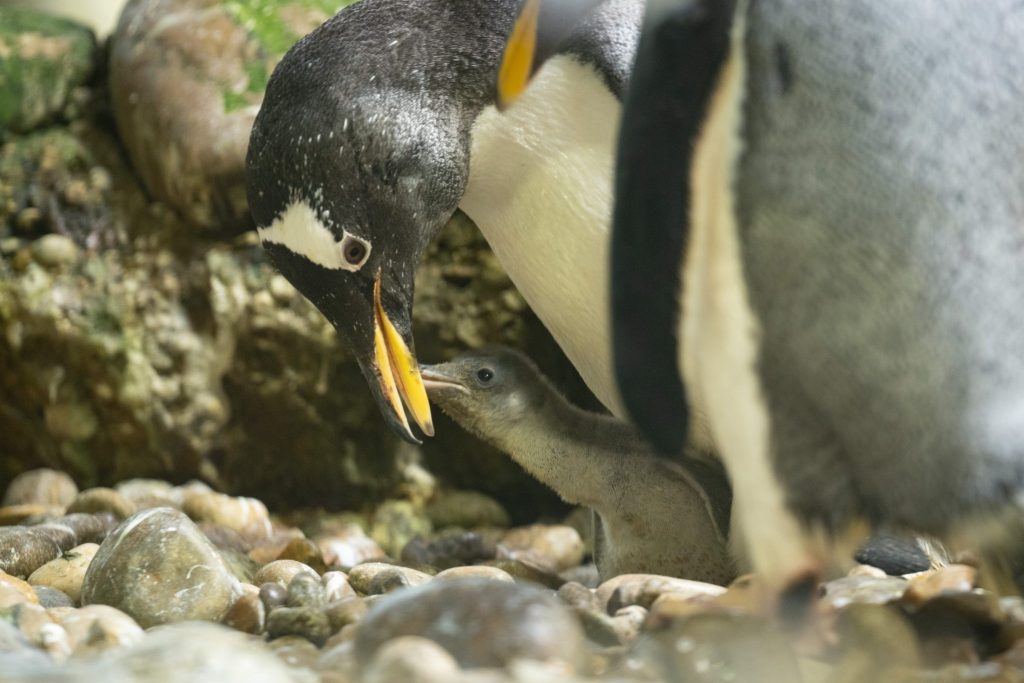Erfolgreiche Pinguinaufzucht im Zolli: Jungtiere bei allen Arten im Jahr 2025