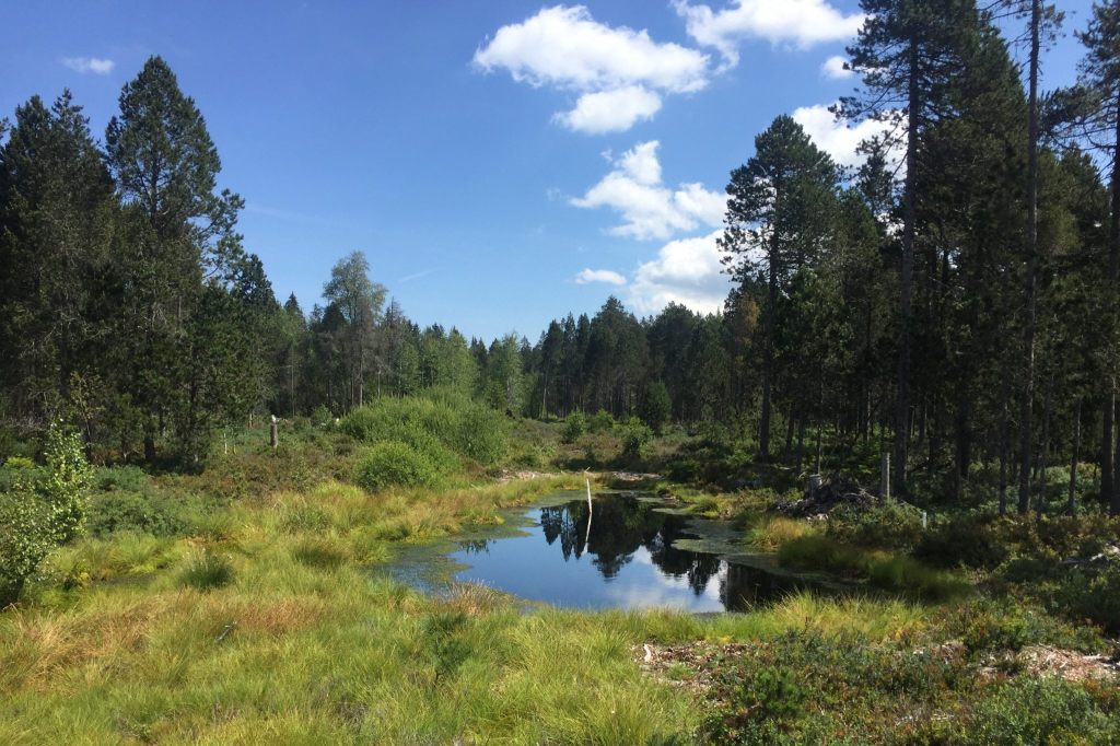 Basel-Stadt renaturiert ein Torfmoor im Jura