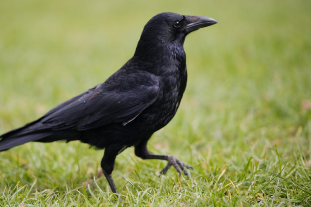 Behörden entfernen mehrere Krähennester in Basel