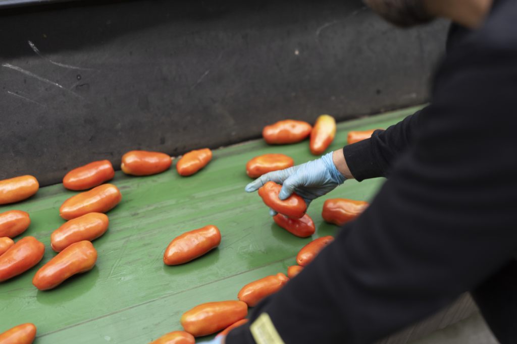 Basler Kantonslabor findet Schimmel in Tomatenprodukten