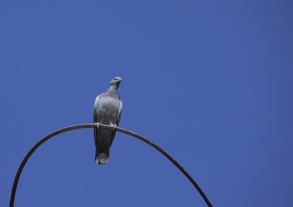 Uvek will umfangreicheres Stadttaubenprojekt in Basel