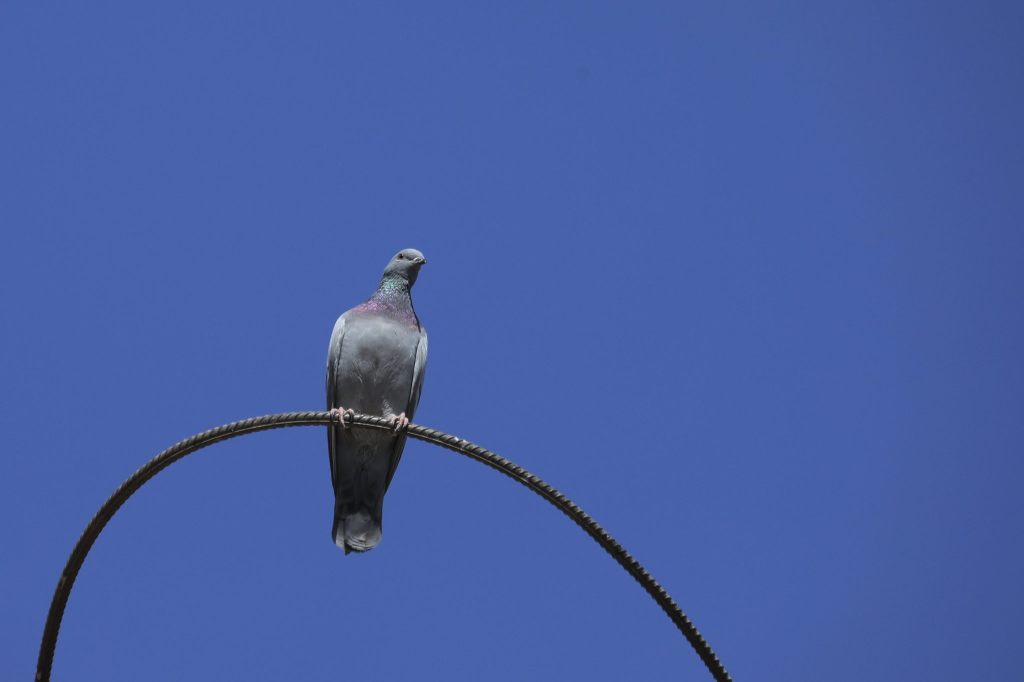 Uvek will umfangreicheres Stadttaubenprojekt in Basel