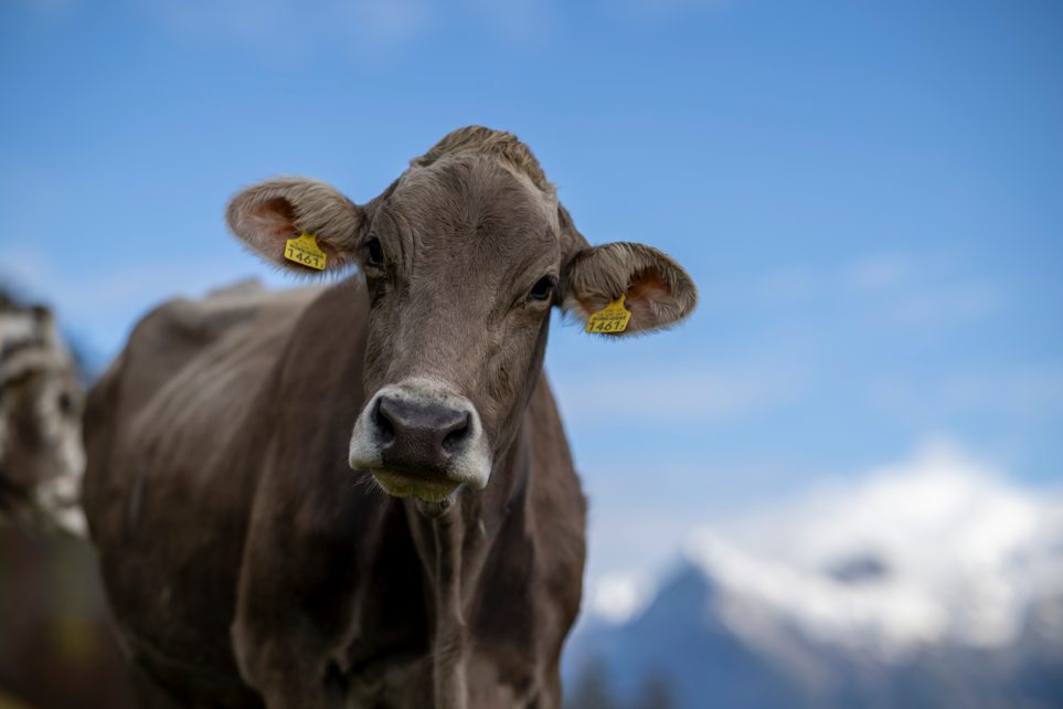 So ist das Jahr für die Schweizer Landwirtschaft verlaufen