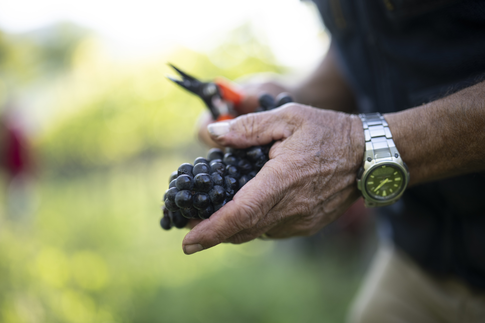 So ist das Jahr für die Schweizer Landwirtschaft verlaufen