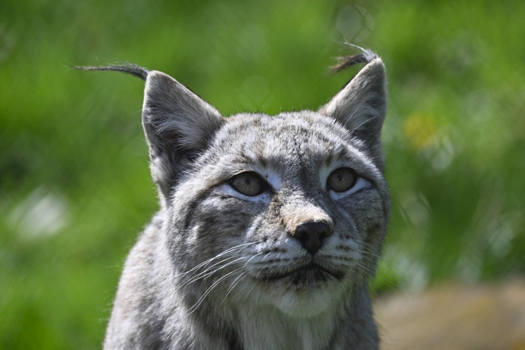 WWF kürt Gewinner und Verlierer des Jahres 2025 im Tierreich
