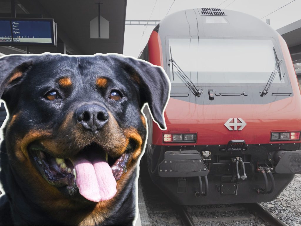 Hund fährt in der Ostschweiz ganz allein Zug