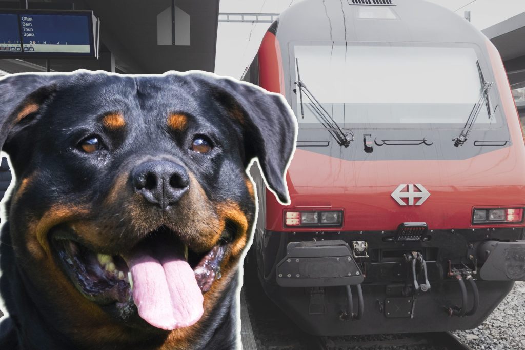 Hund fährt in der Ostschweiz ganz allein Zug