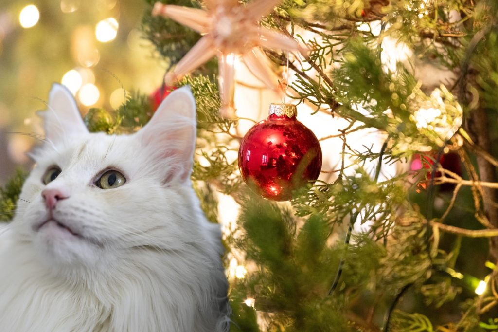Weihnachten mit Haustieren: So verhinderst du, dass der Traum zum Alptraum wird