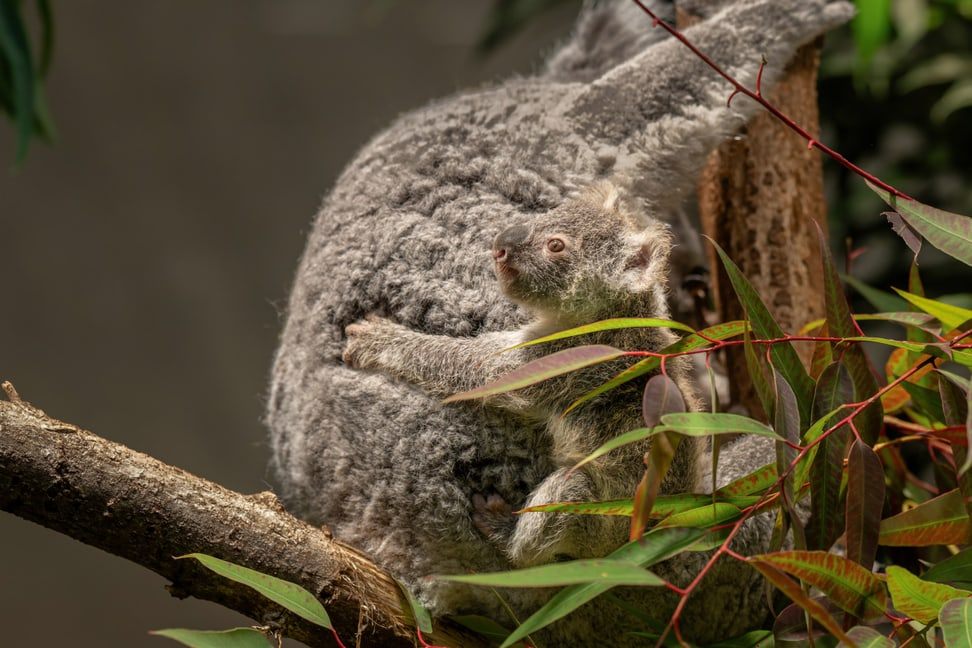 Koala-Junges im Zoo Zürich geboren