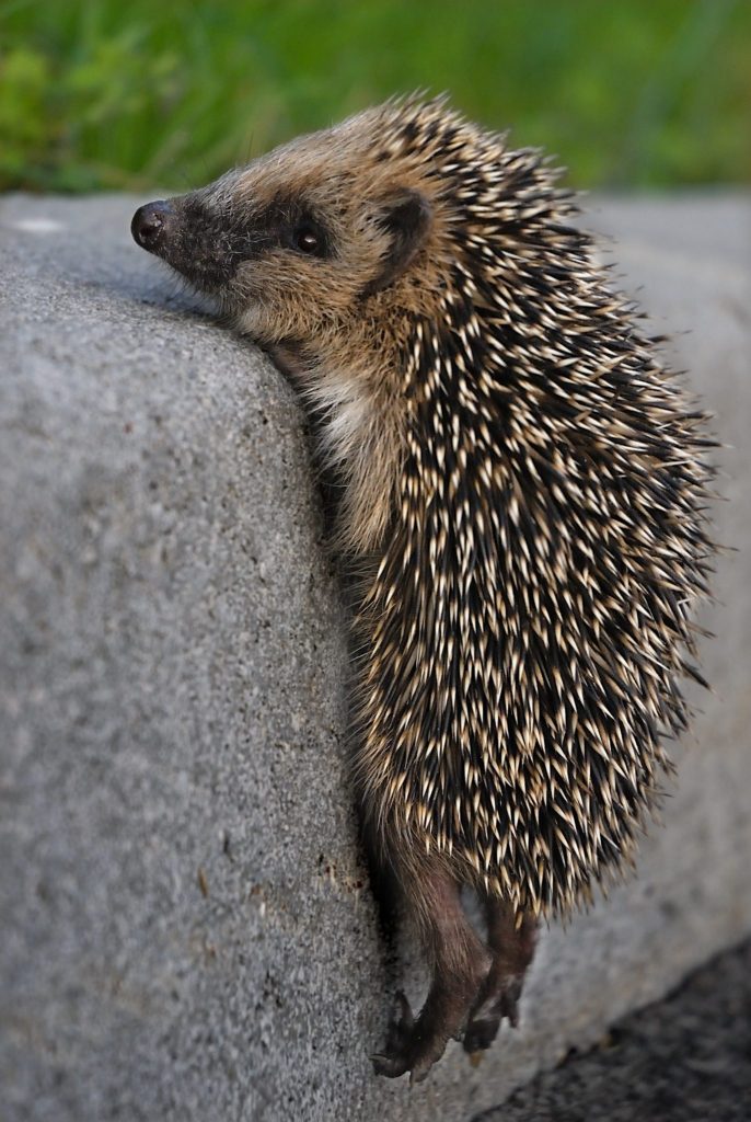 Der Igel ist das Tier des Jahres 2026