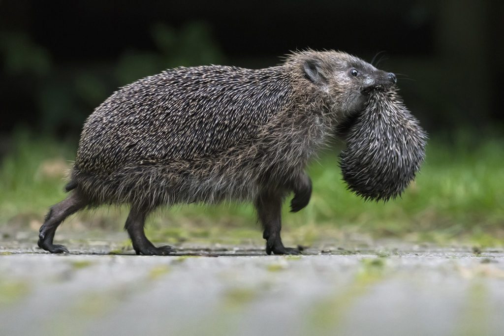 Der Igel ist das Tier des Jahres 2026