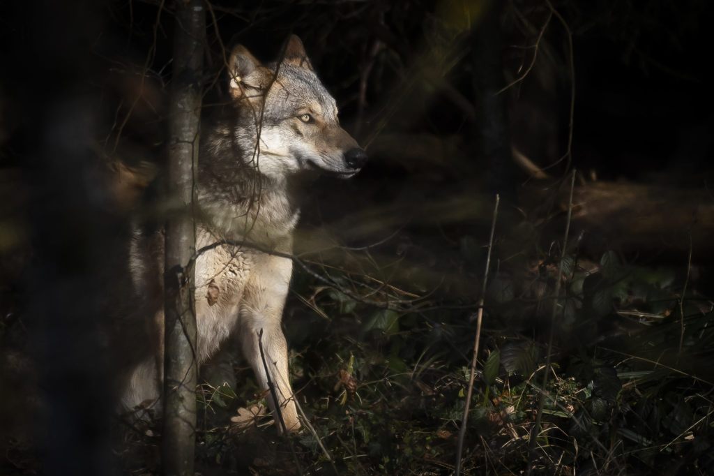 Wolf tötet im Jura mehrere Schafe