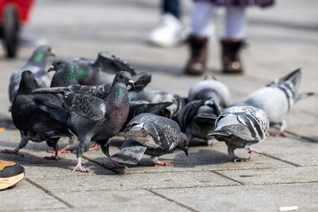 Grosser Rat ist für Gegenvorschlag zu Stadttauben-Initiative