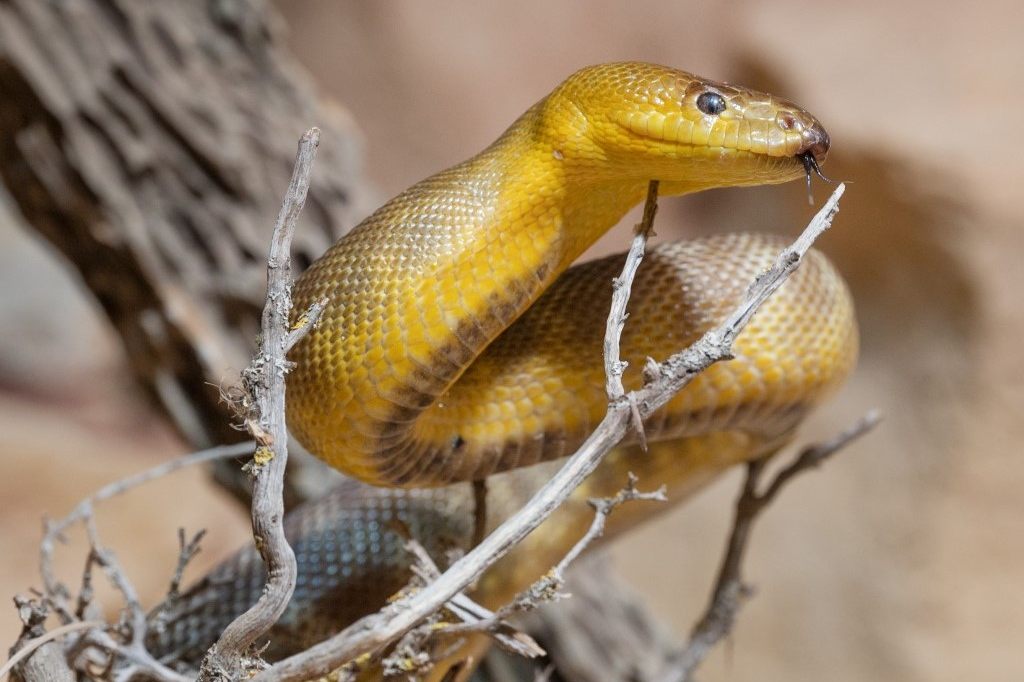 Neue australische Schlangenart im Zolli eingezogen