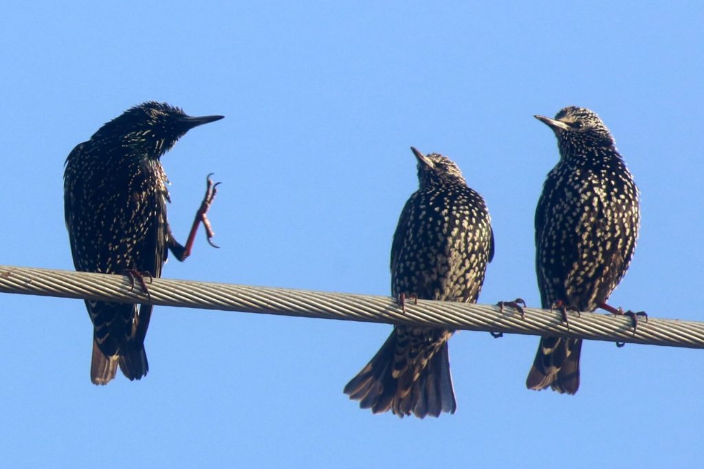 Die ersten Zugvögel sind zurück in der Schweiz