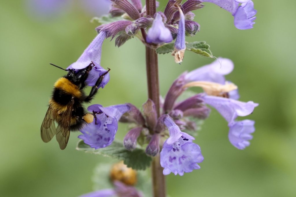 Die Pollen sind in der Schweiz im Anflug
