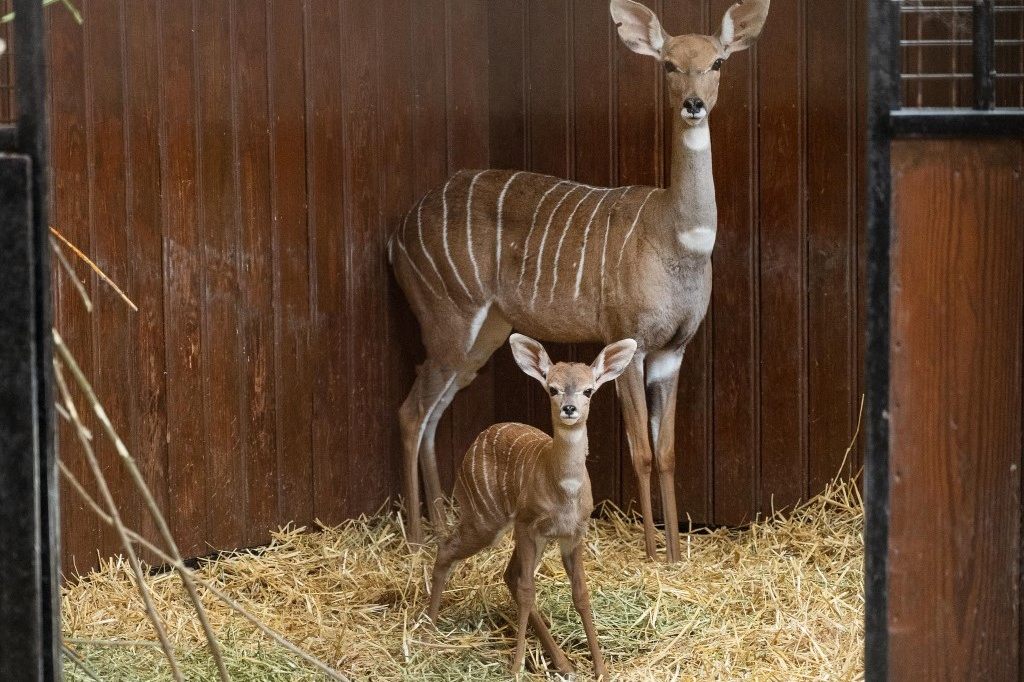 Kudu-Baby im Zoo Basel geboren