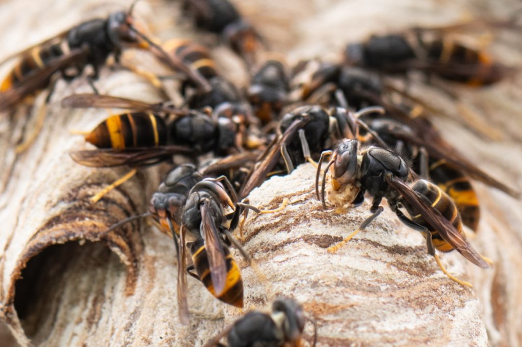 Asiatische Hornisse breitet sich in der Region Basel stark aus