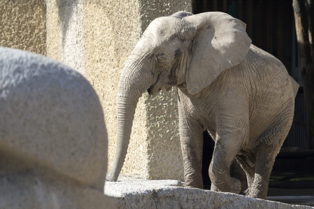 Der Zoo Basel bleibt bis Ende Mai ohne Elefanten