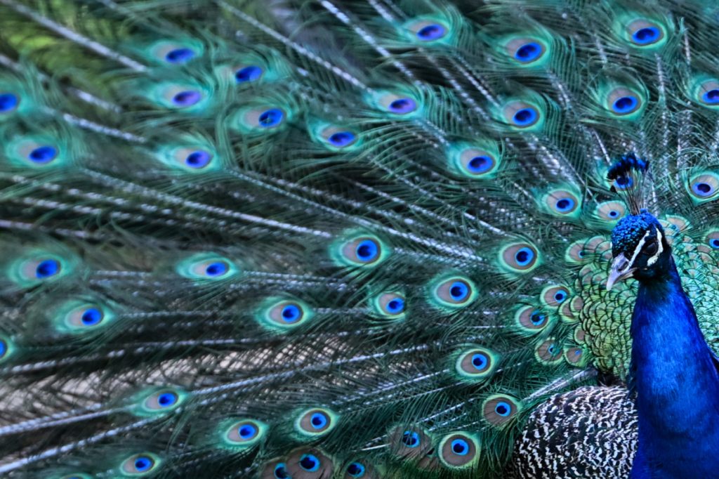 Pfauen sind nach Ausflug in Basler Quartieren zurück im Tierpark