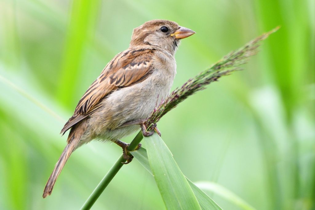 Spatz bleibt Nummer eins bei Schweizer Vogelzählung