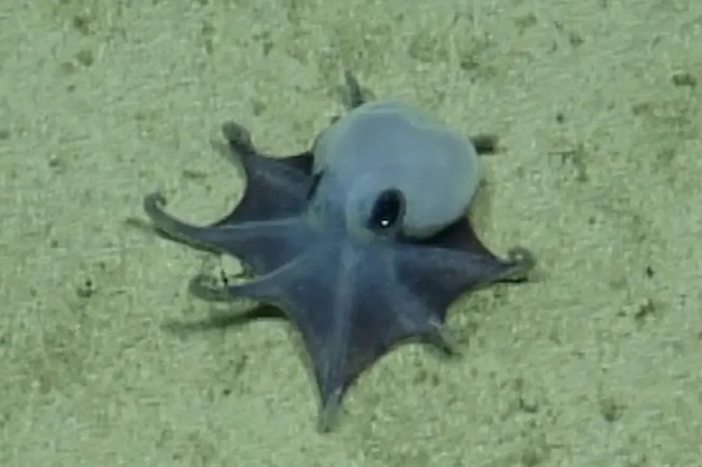 Blauer Mini-Oktopus vor den Galápagos-Inseln entdeckt