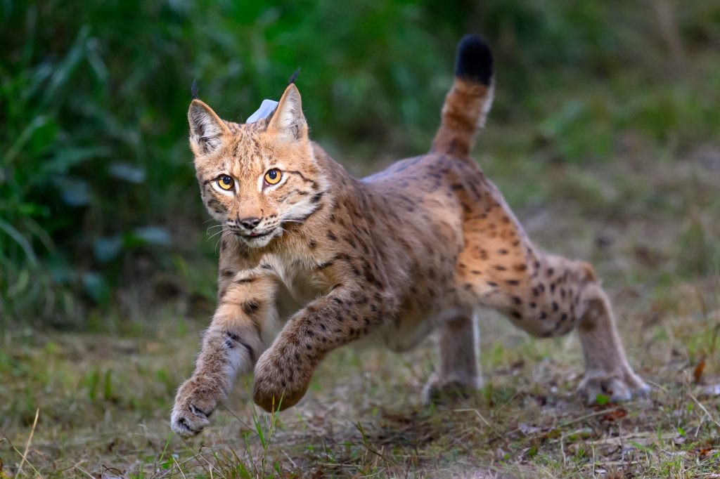 Luchs in der Schweiz trotz Comeback weiter unter Druck