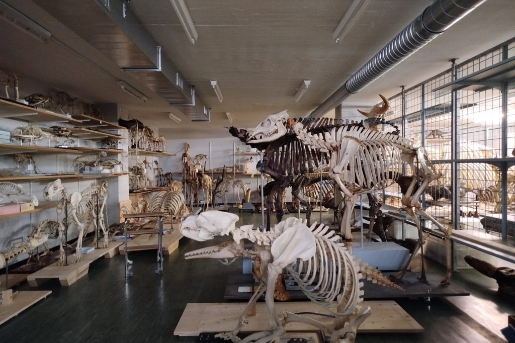 Naturhistorisches Museum Basel rüstet seine Sammlung für den Umzug